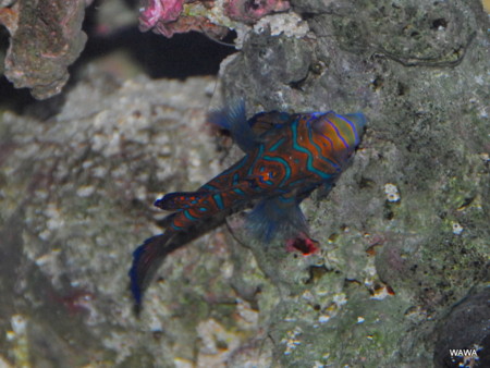 f:id:mireina:20110213234709j:image f:id:mireina:20110213234709j:image