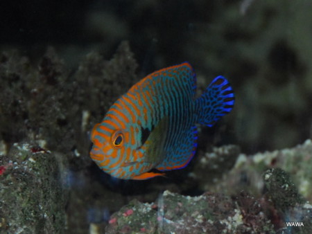 f:id:mireina:20110214000210j:image f:id:mireina:20110214000210j:image