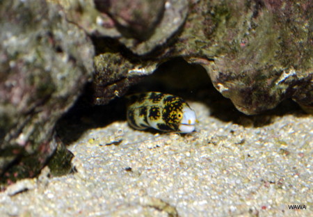 f:id:mireina:20120212223207j:image