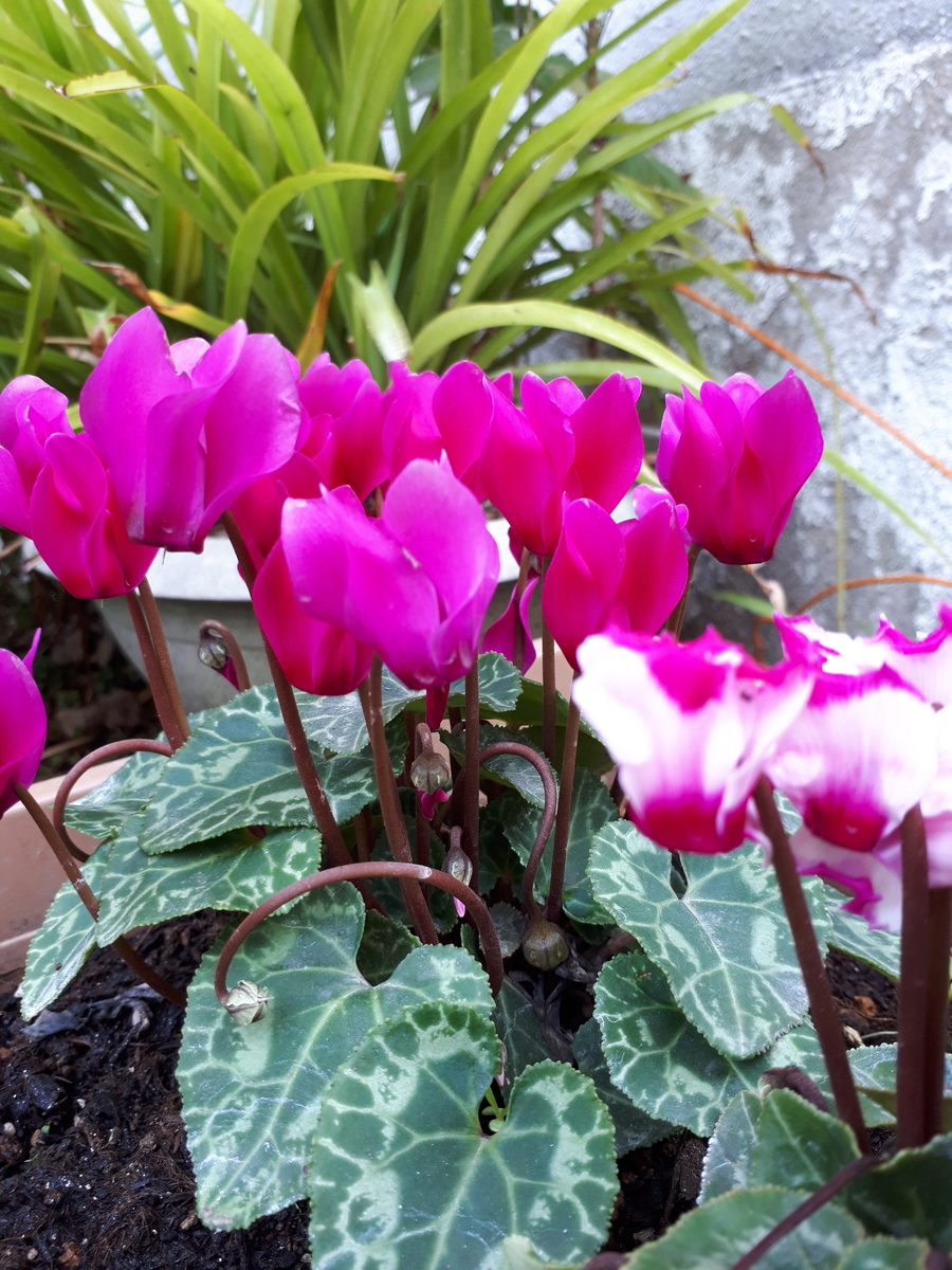 f:id:miriamsan:20201123231230j:plain