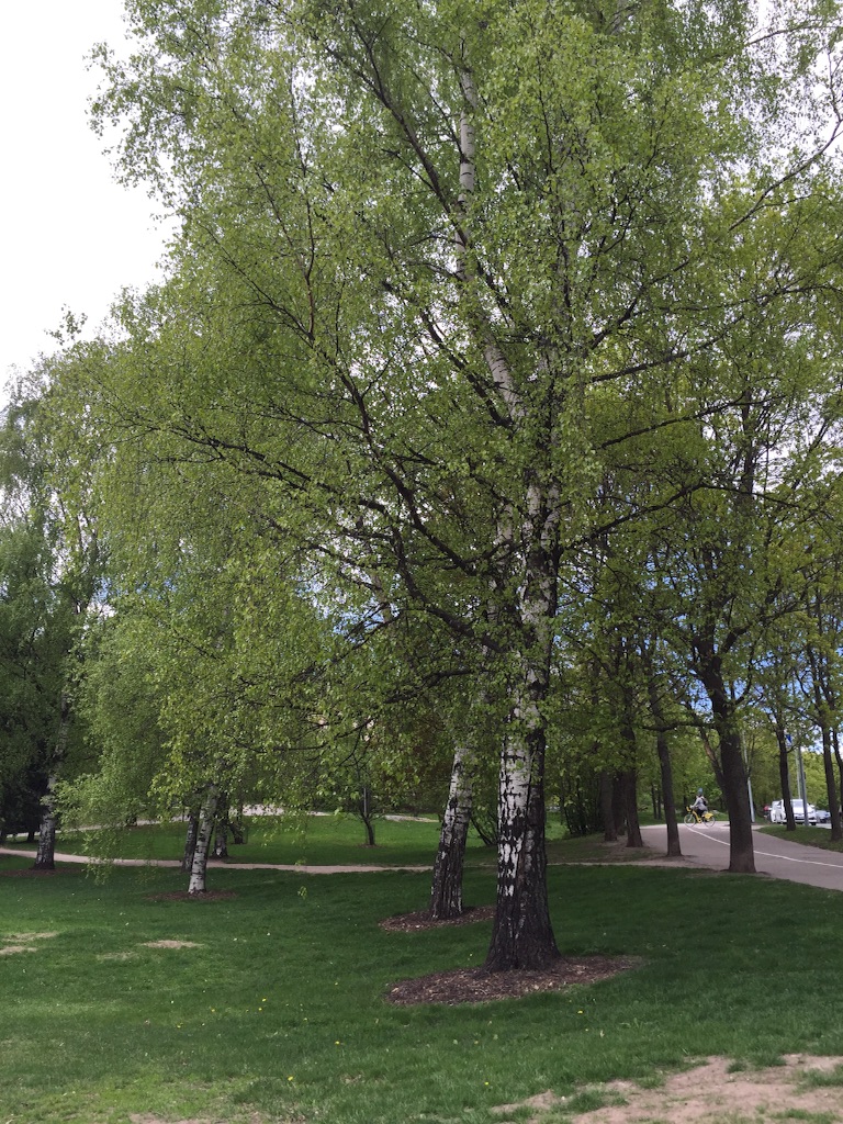 f:id:mirkka5:20170526014721j:image f:id:mirkka5:20170526014721j:image