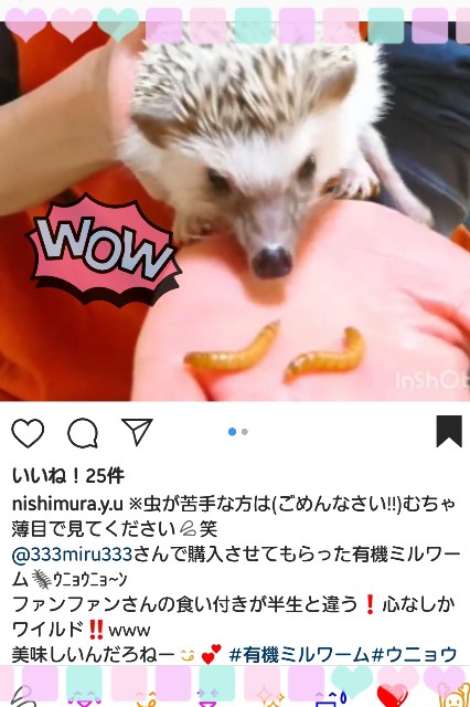 f:id:miru333:20190128170825j:plain f:id:miru333:20190128170825j:plain