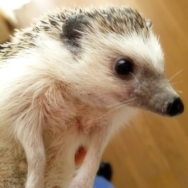 f:id:miru333:20190428080726j:plain f:id:miru333:20190428080726j:plain