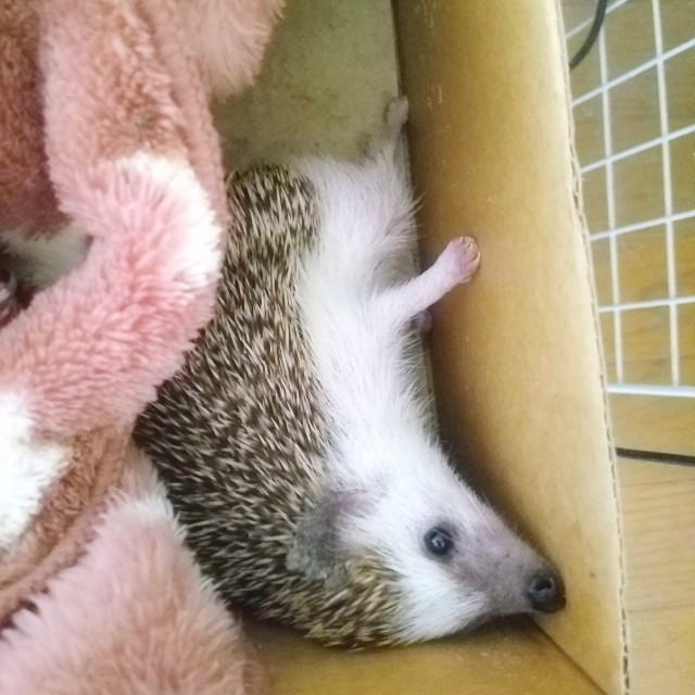f:id:miru333:20190526080843j:plain f:id:miru333:20190526080843j:plain