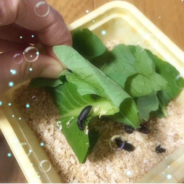 f:id:miru333:20190616084212j:plain