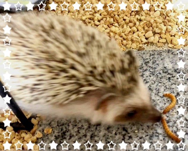 f:id:miru333:20190727165722j:plain