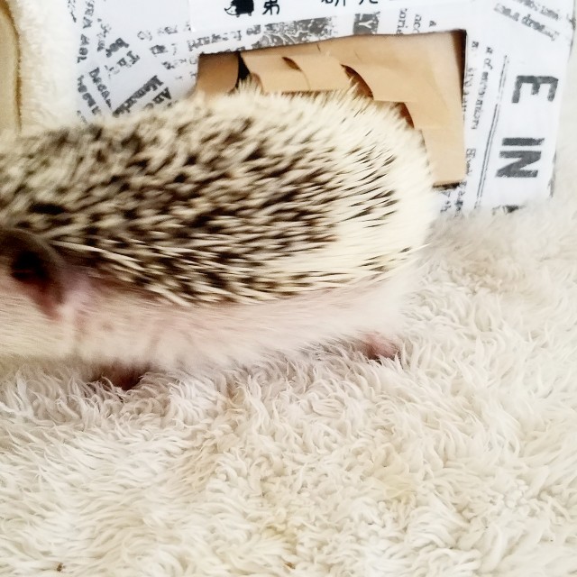 f:id:miru333:20190817215529j:plain f:id:miru333:20190817215529j:plain