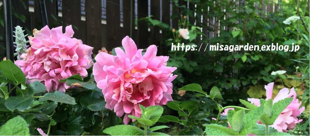 f:id:misa-s:20180815171805j:plain