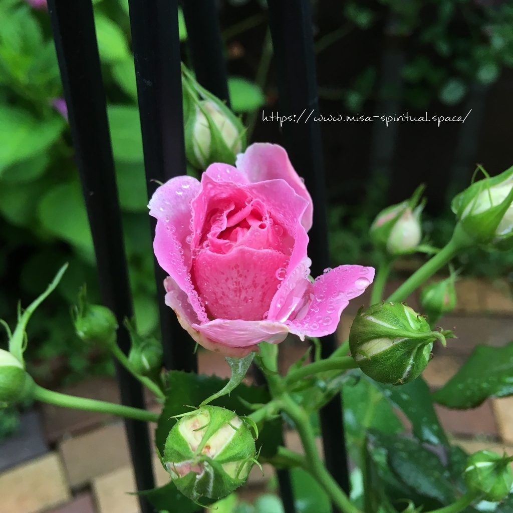 ファンシーラッフルの蕾 つるバラファンシーラッフル