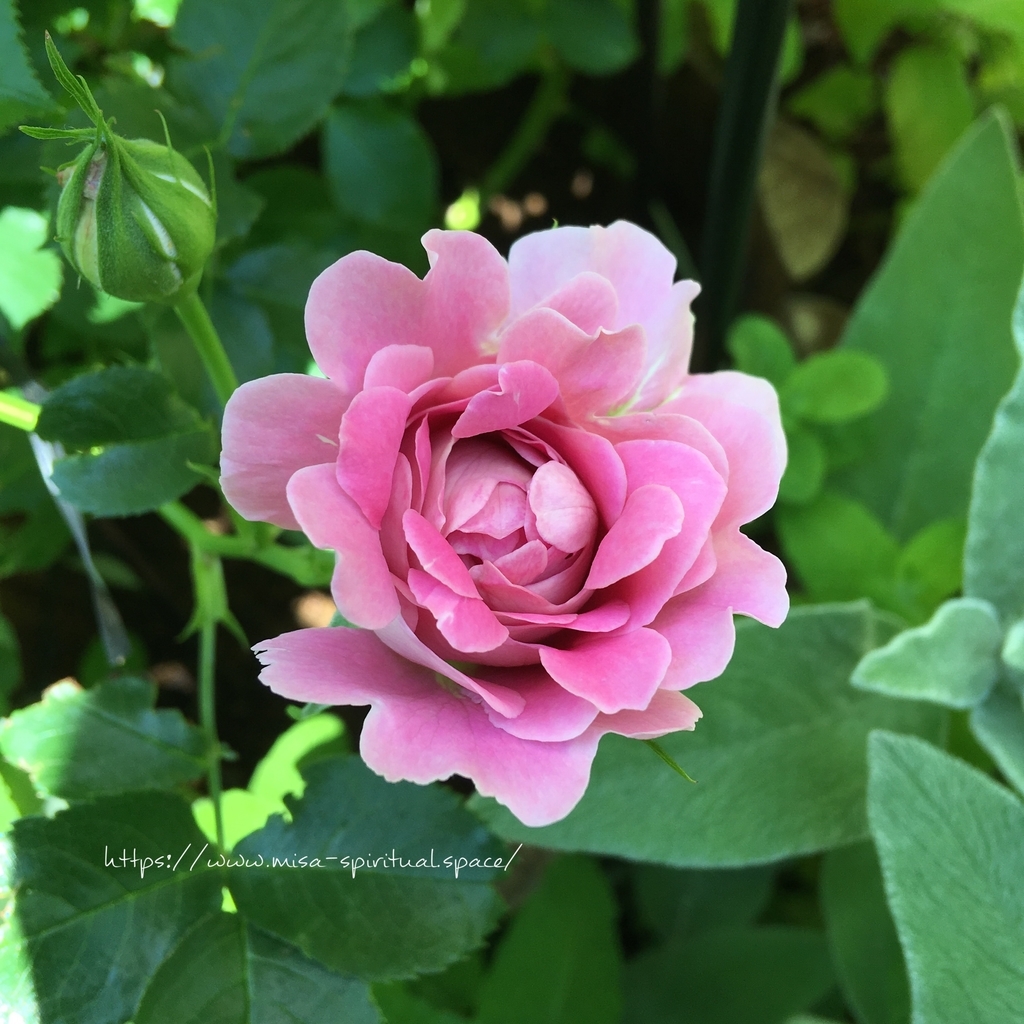 ファンシーラッフルの開きかけ つるバラファンシーラッフル