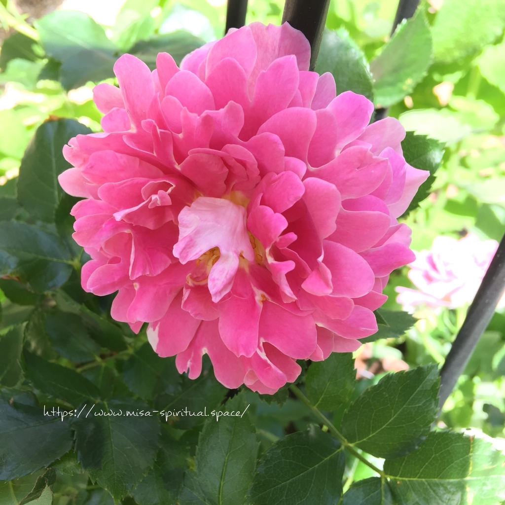 ファンシーラッフル終わりかけ" つるバラファンシーラッフル