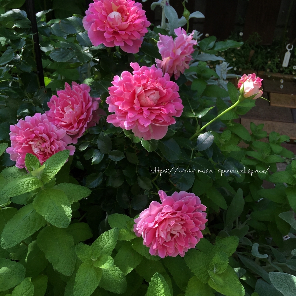 ファンシーラッフル全体 つるバラファンシーラッフル