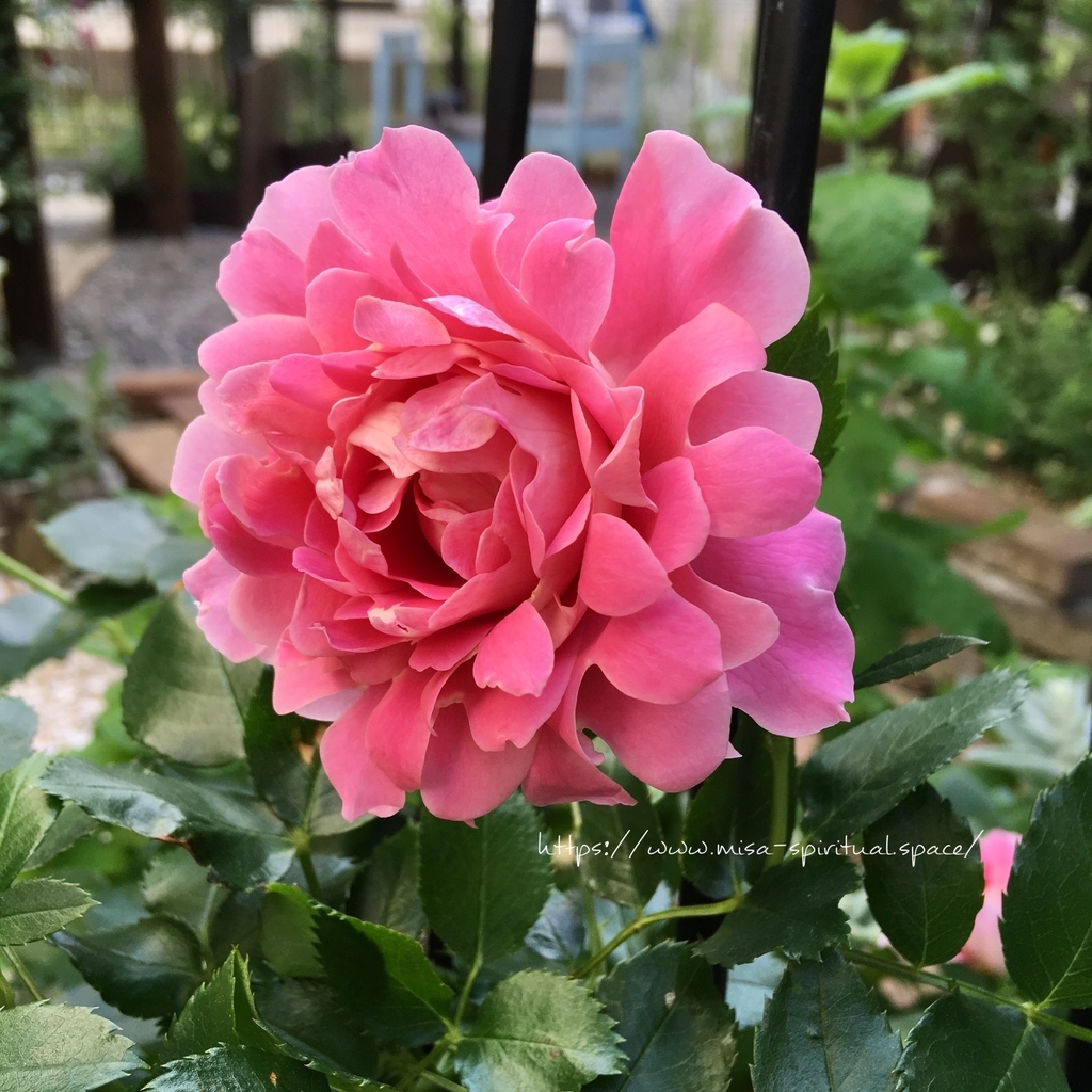 ファンシーラッフル満開 つるバラファンシーラッフル