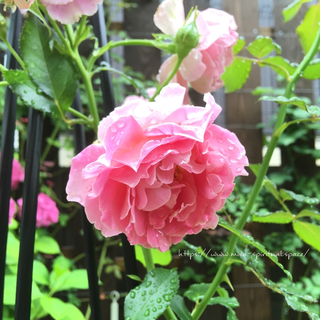 ファンシーラッフル2番花 つるバラファンシーラッフル