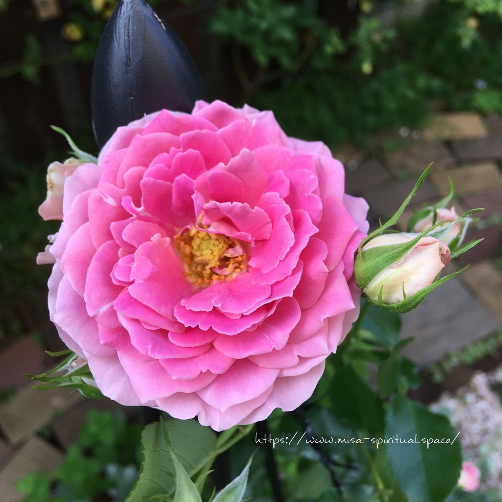 ファンシーラッフル夏姿 つるバラファンシーラッフル