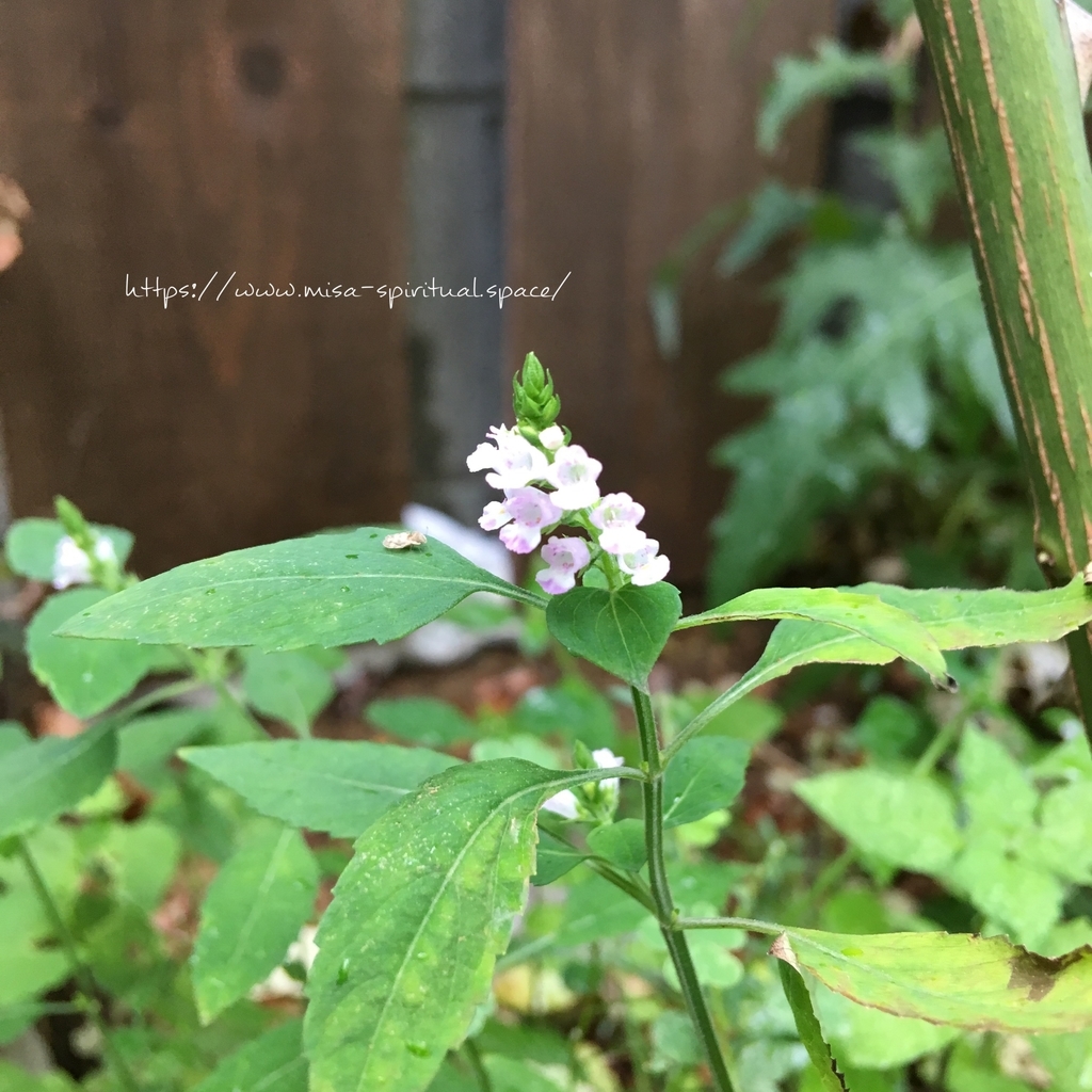 f:id:misa-s:20180910202430j:plain f:id:misa-s:20180910202430j:plain