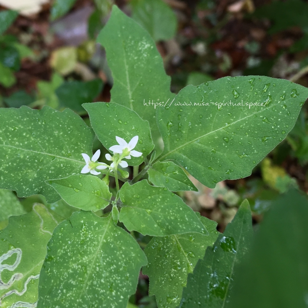 f:id:misa-s:20180910202624j:plain f:id:misa-s:20180910202624j:plain