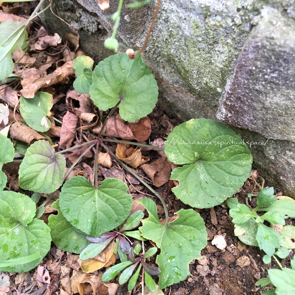 f:id:misa-s:20180910202804j:plain f:id:misa-s:20180910202804j:plain