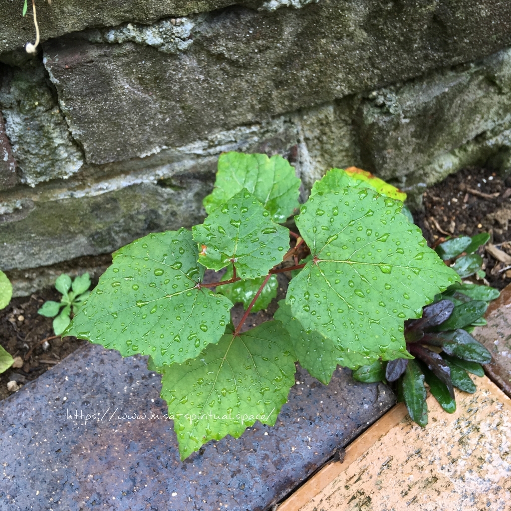 f:id:misa-s:20180910203345j:plain f:id:misa-s:20180910203345j:plain