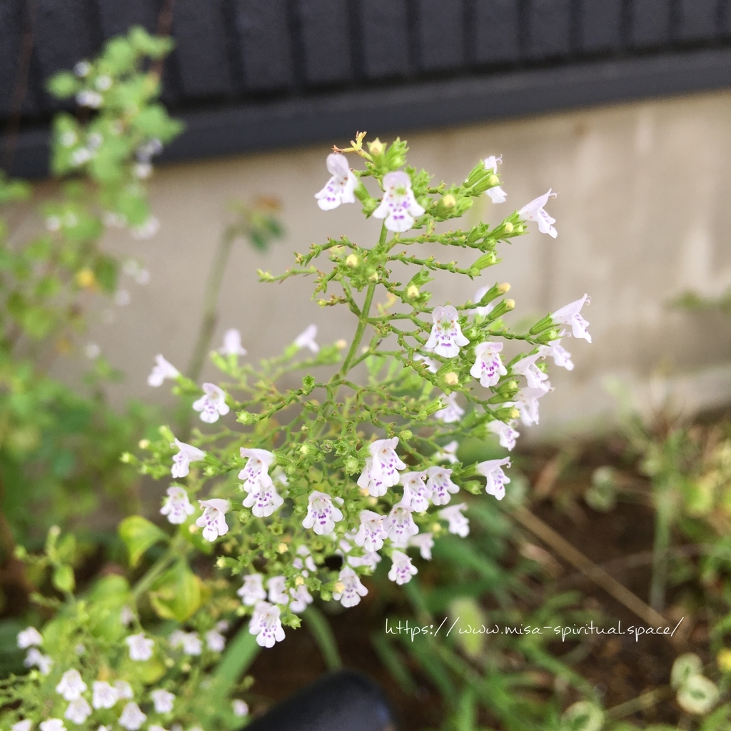 f:id:misa-s:20180910203715j:plain f:id:misa-s:20180910203715j:plain