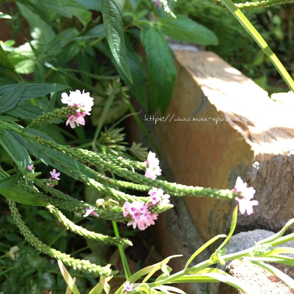 f:id:misa-s:20180910204712j:plain f:id:misa-s:20180910204712j:plain