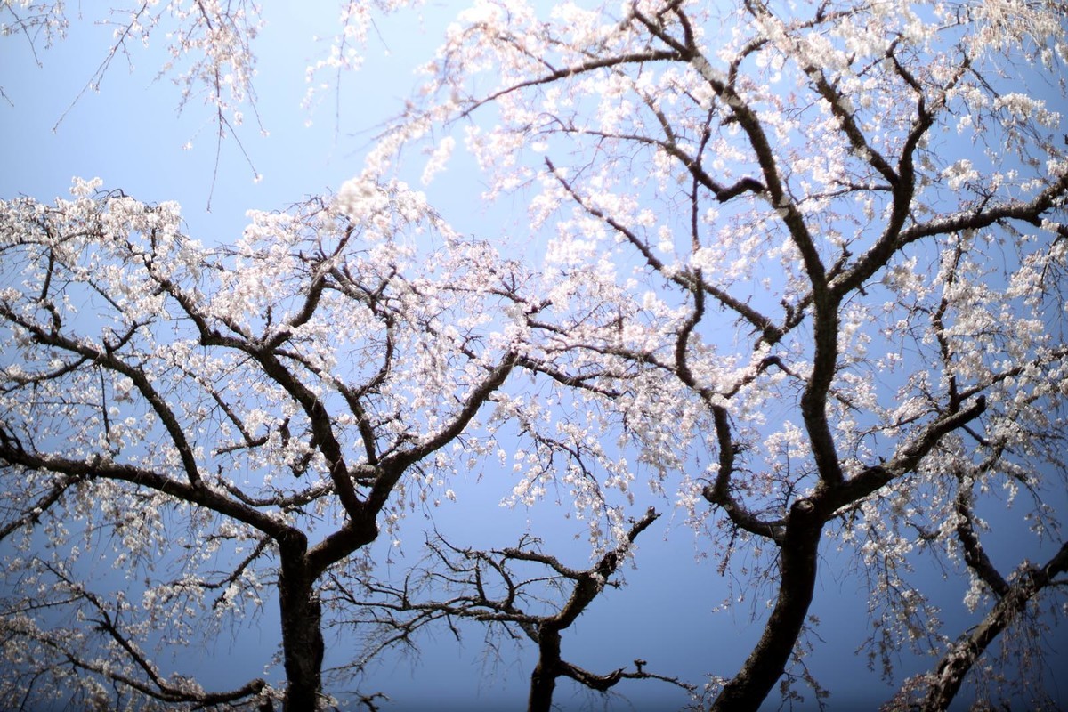 f:id:misaki-taku:20200321222455j:plain