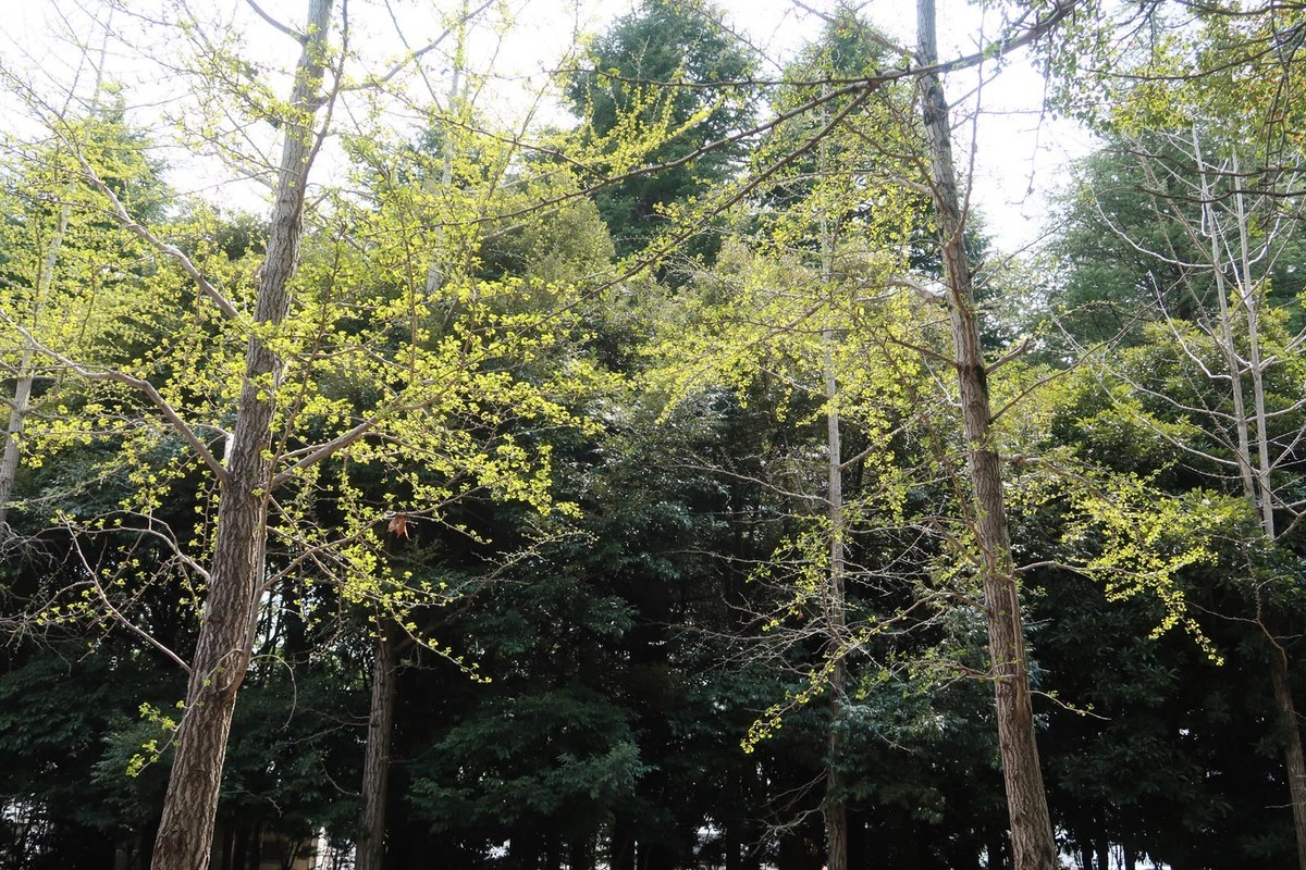 f:id:misaki-taku:20200419094629j:plain