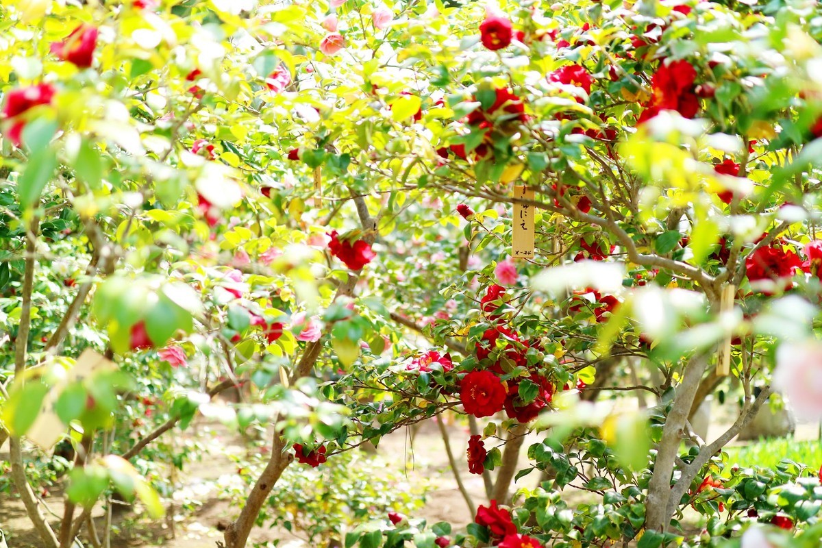 f:id:misaki-taku:20210328120133j:plain