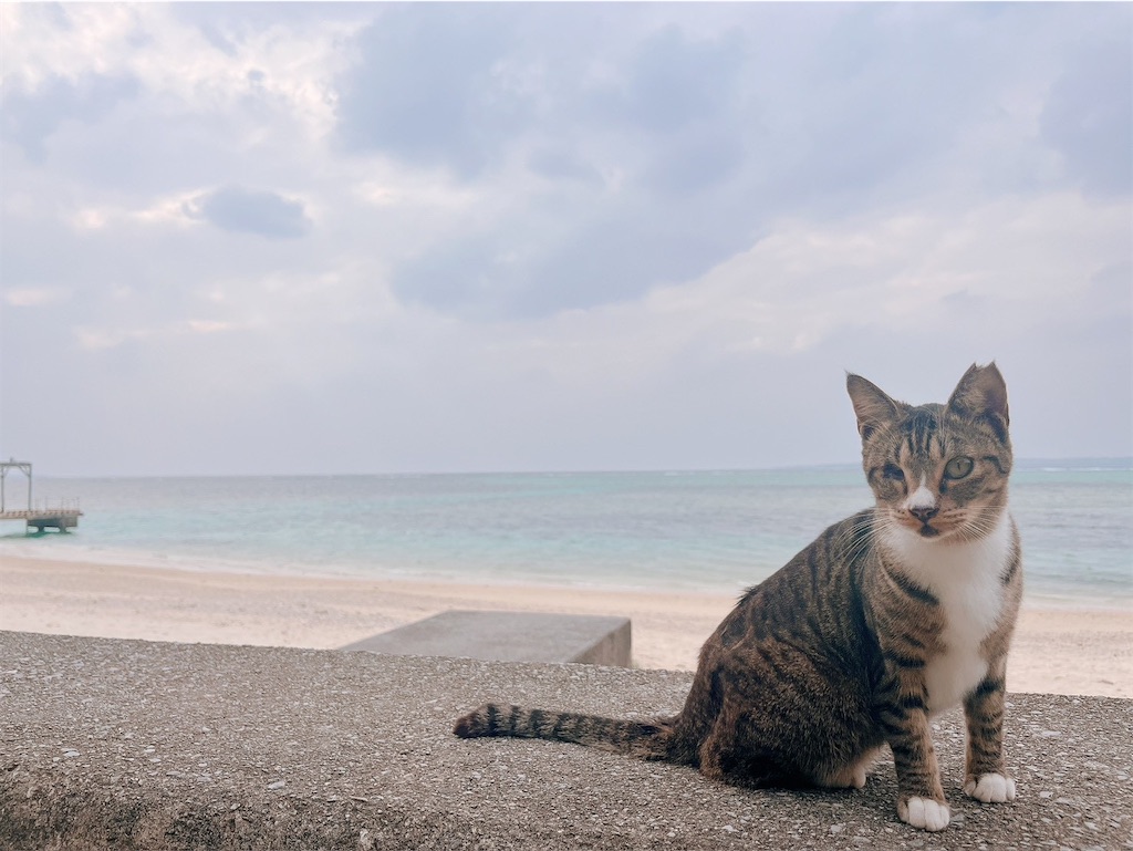 f:id:misako_ol:20251210193506j:image