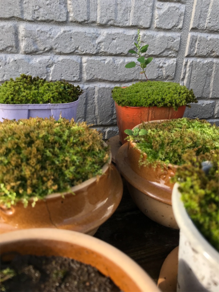 f:id:misamautoi:20181006102110j:image