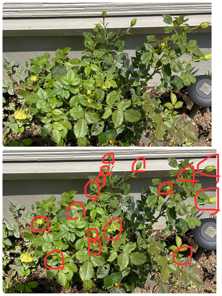 f:id:misami-33:20220630092953j:image