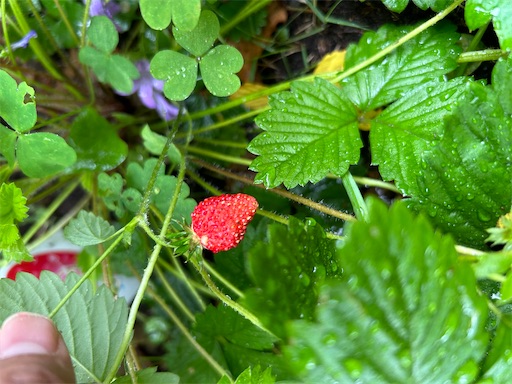 f:id:misami-33:20240514101349j:image