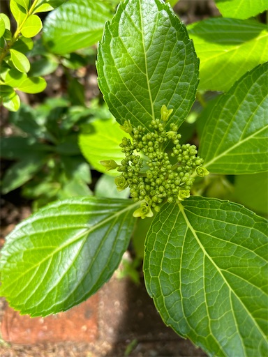 f:id:misami-33:20240515091425j:image