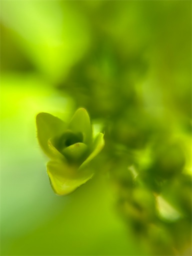 f:id:misami-33:20240515091445j:image