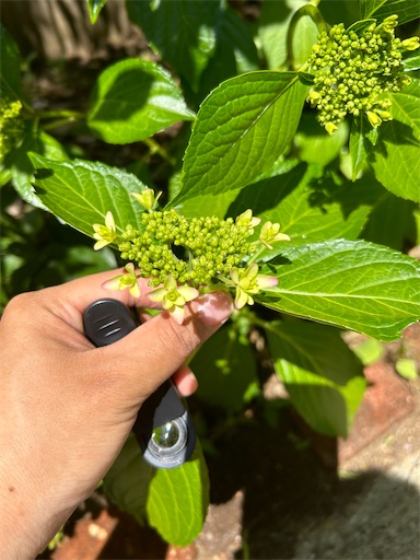 f:id:misami-33:20240518104146j:image