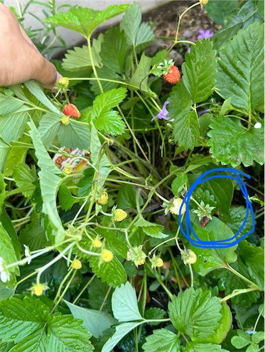 f:id:misami-33:20240518104845j:image