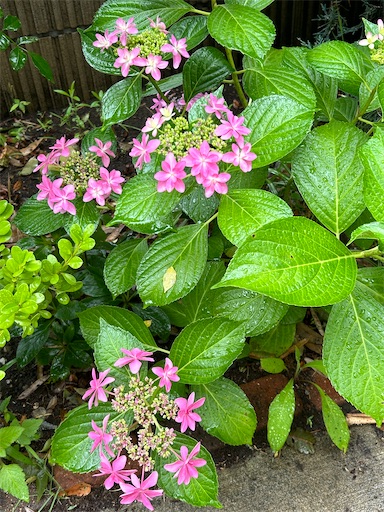 f:id:misami-33:20240606234649j:image