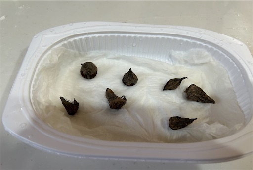 f:id:misami-33:20241117030243j:image f:id:misami-33:20241117030243j:image