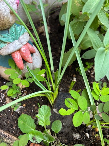 f:id:misami-33:20241117030305j:image f:id:misami-33:20241117030305j:image