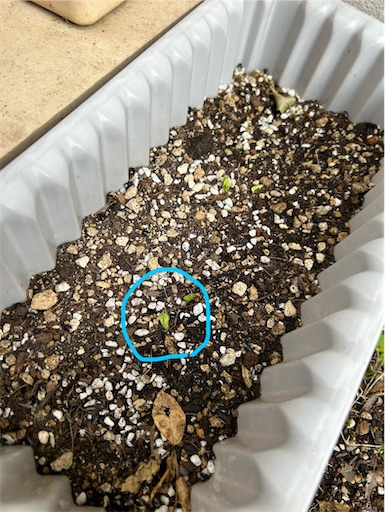 f:id:misami-33:20241117030306j:image f:id:misami-33:20241117030306j:image