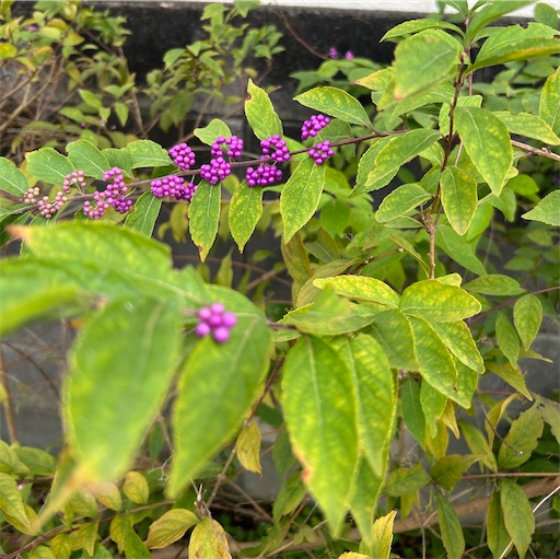 f:id:misami-33:20241117031328j:image f:id:misami-33:20241117031328j:image