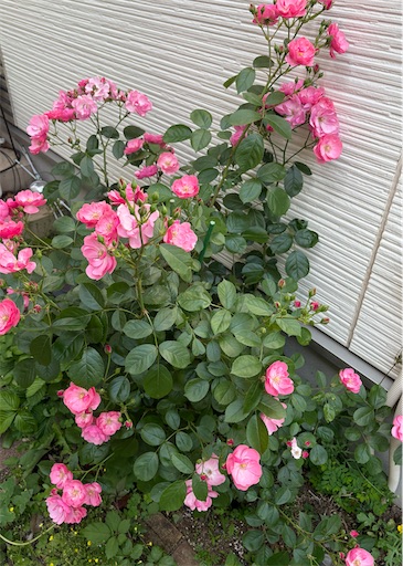 f:id:misami-33:20250608184157j:image