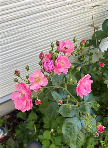f:id:misami-33:20250608184201j:image