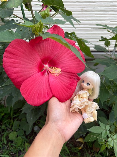 f:id:misami-33:20250801122223j:image f:id:misami-33:20250801122223j:image