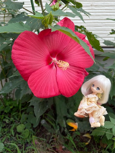 f:id:misami-33:20250801122818j:image f:id:misami-33:20250801122818j:image