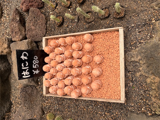 f:id:misami-33:20250802220223j:image f:id:misami-33:20250802220223j:image