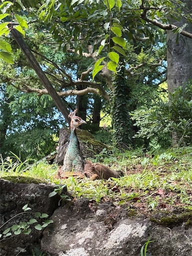 f:id:misami-33:20250802223947j:image f:id:misami-33:20250802223947j:image