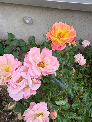 f:id:misami-33:20260520124317j:image
