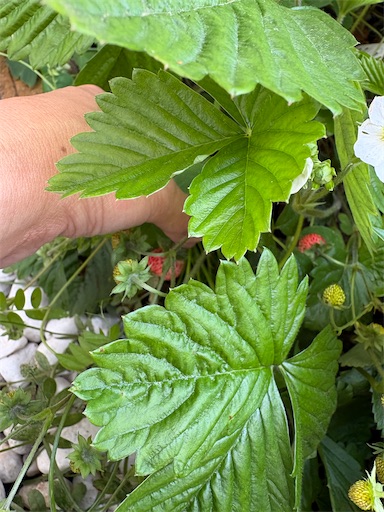 f:id:misami-33:20260520124332j:image