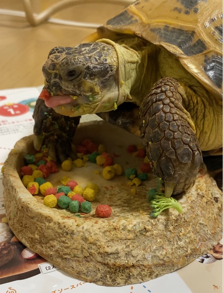 f:id:misarinco:20250327074354j:image